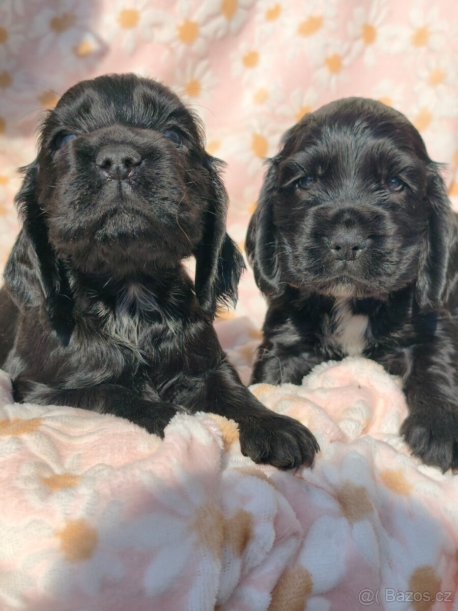 Anglický kokršpaněl