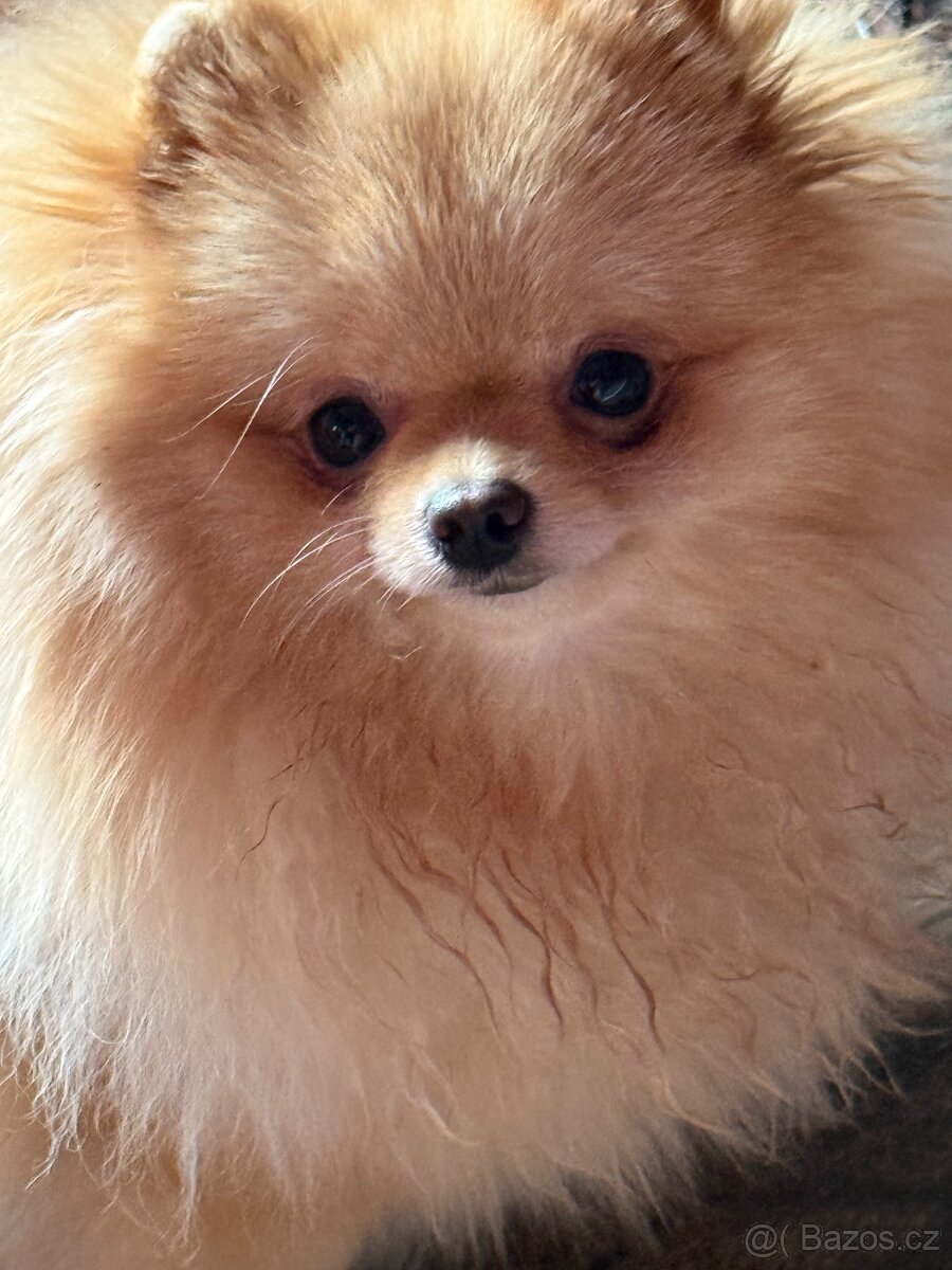 Pomeranian s PP
