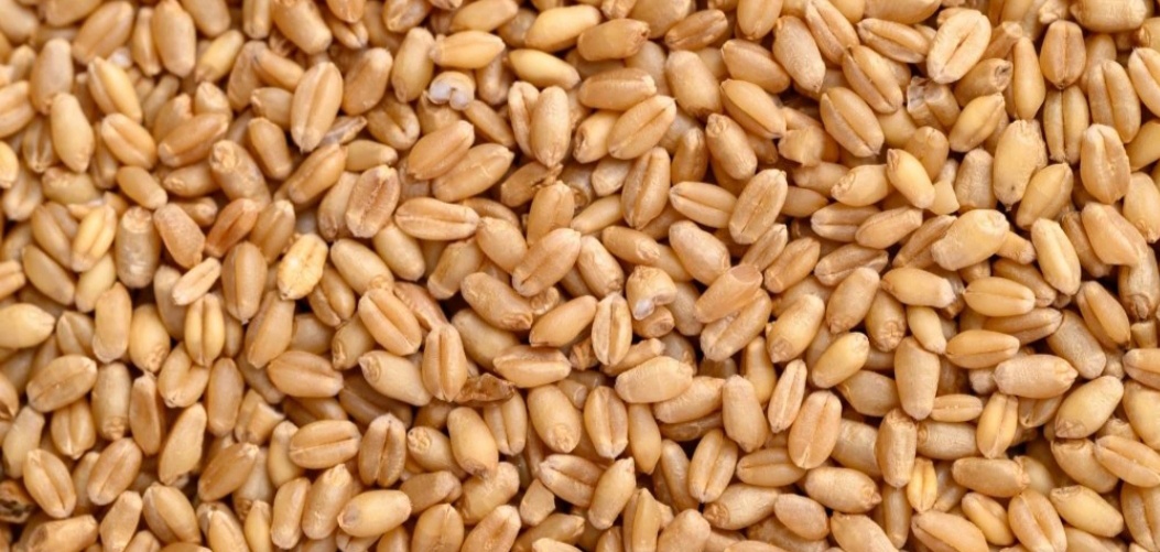 Prodám pšenici, jarní ječmen, kukuřici