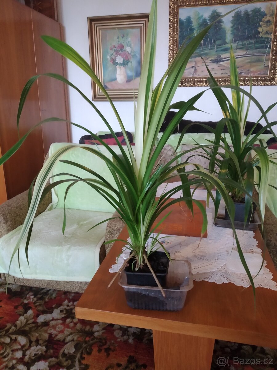 Pandanus dekorativní léčivka