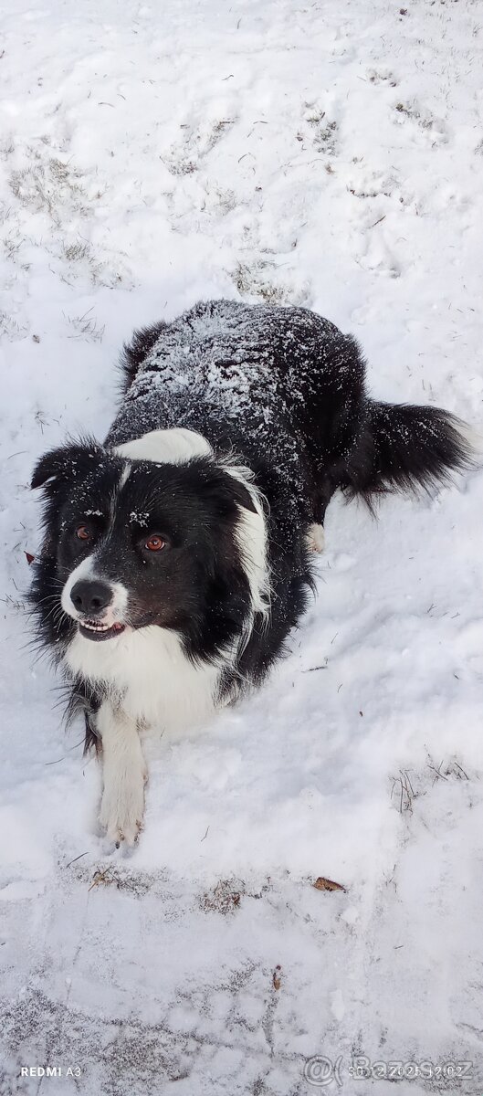 Border kolii ke krytí