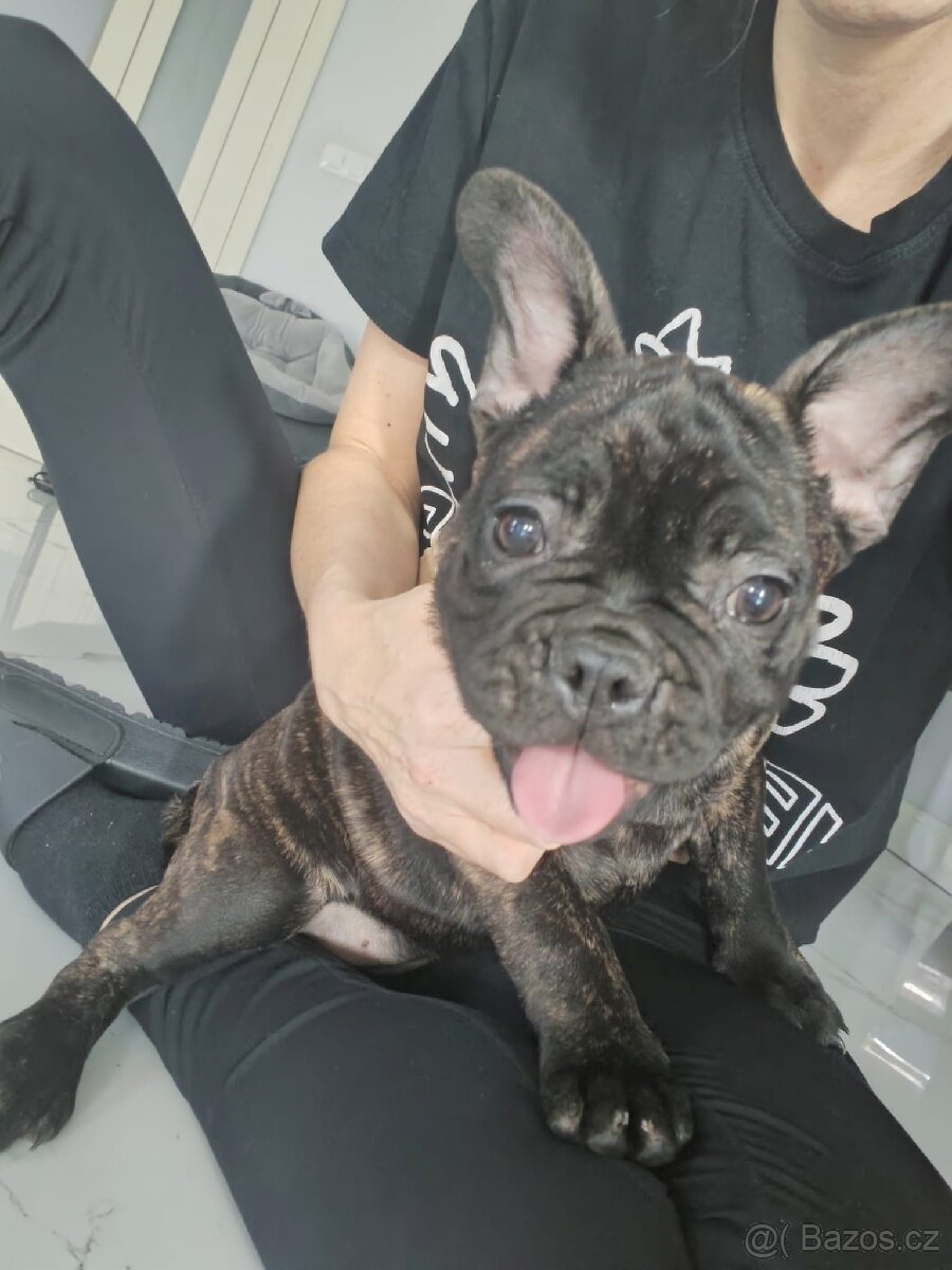 Francouzský buldoček