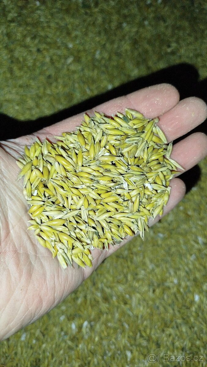 BIO OVES SETÝ – přímý prodej, sklizeň 2025