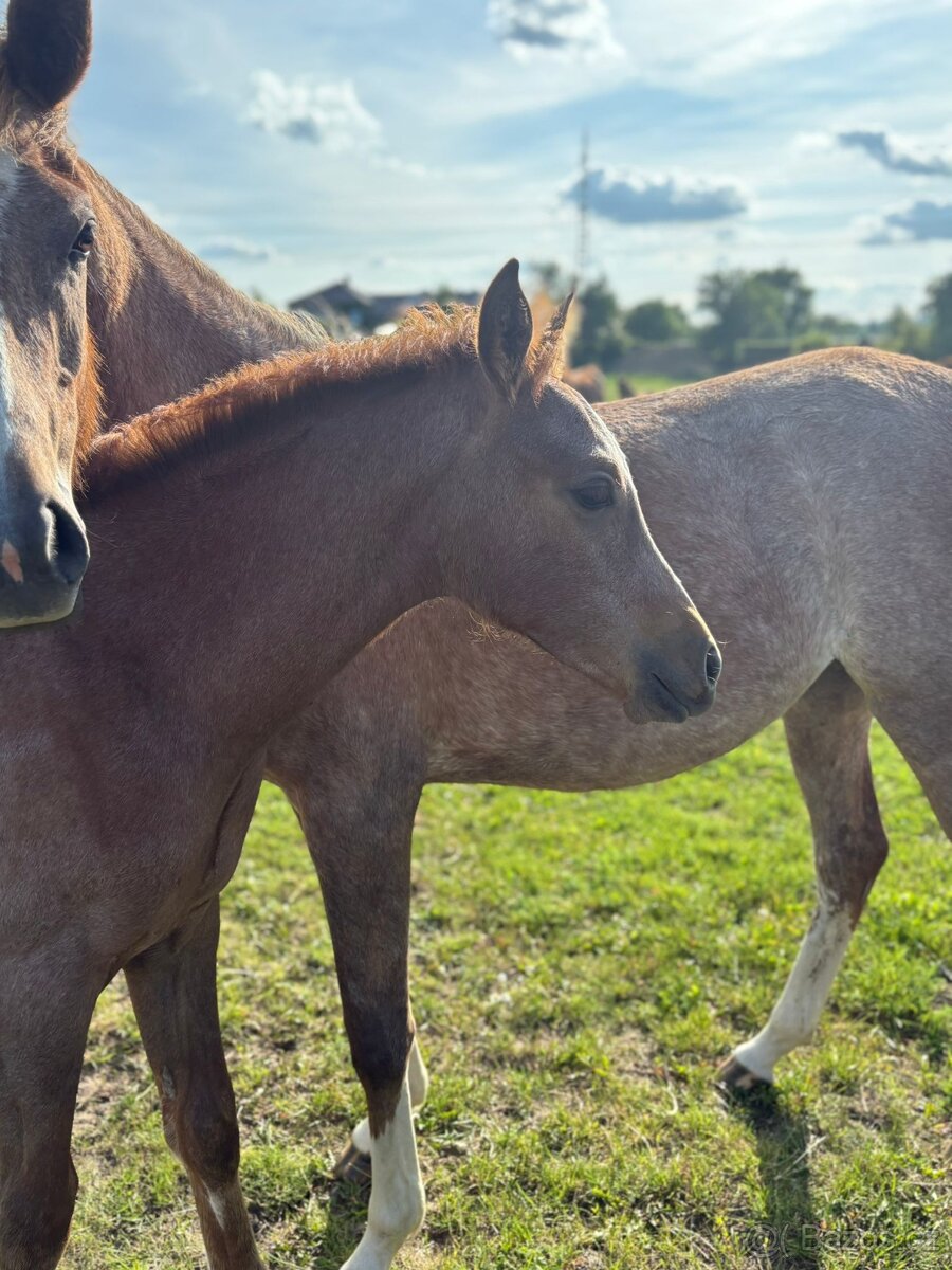 Plnokrevný arabský hřebeček