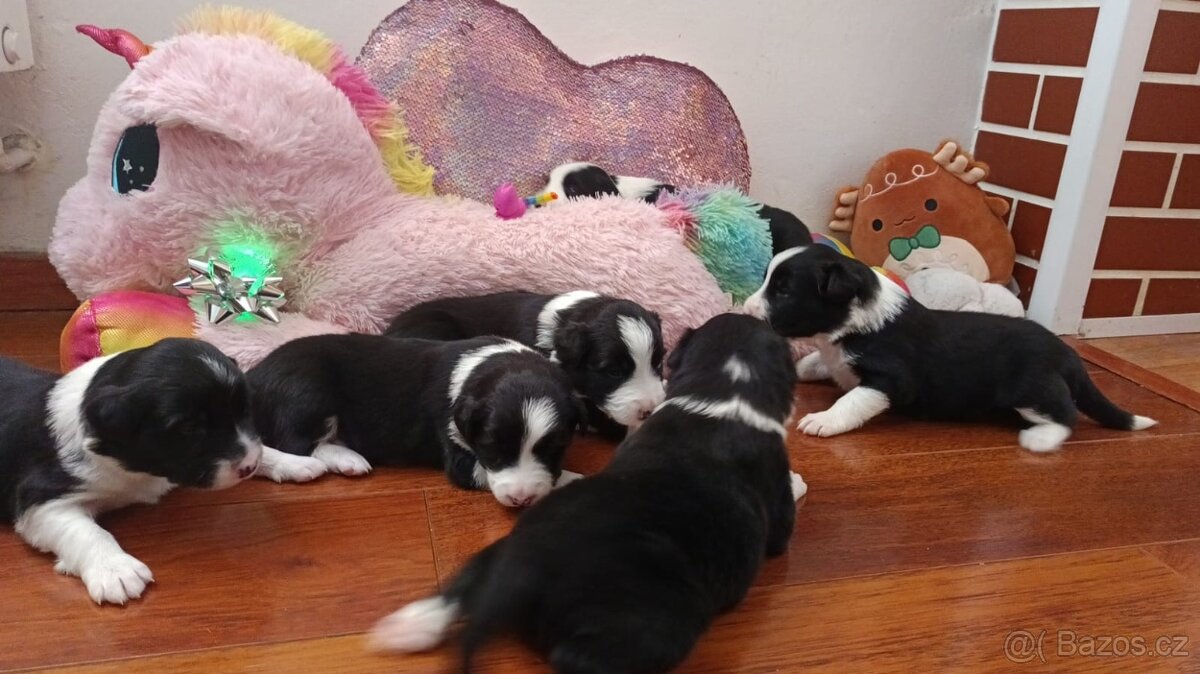 Štěňata Border kolie