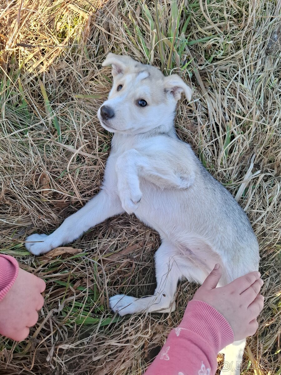 Stěně Husky X Labrador