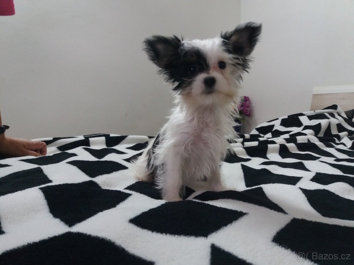 Biewer jorkšírský terier fenečka