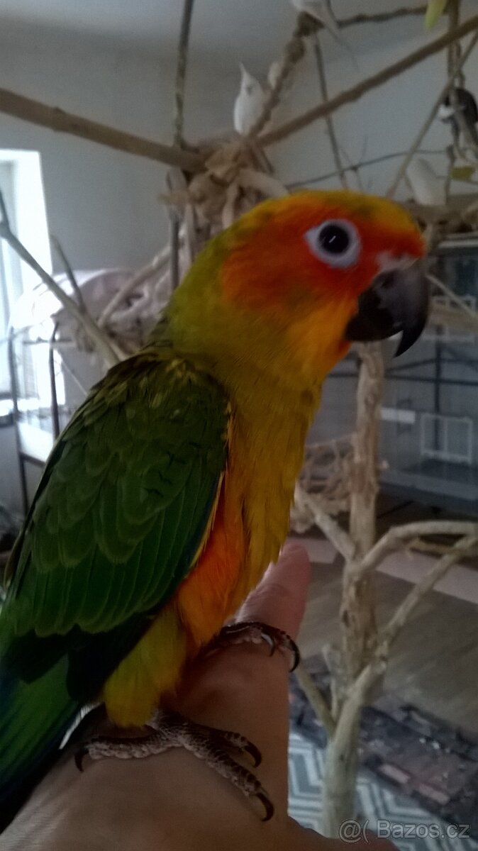 Aratinga Slunecni rucne dokrmene mladata vymazlena