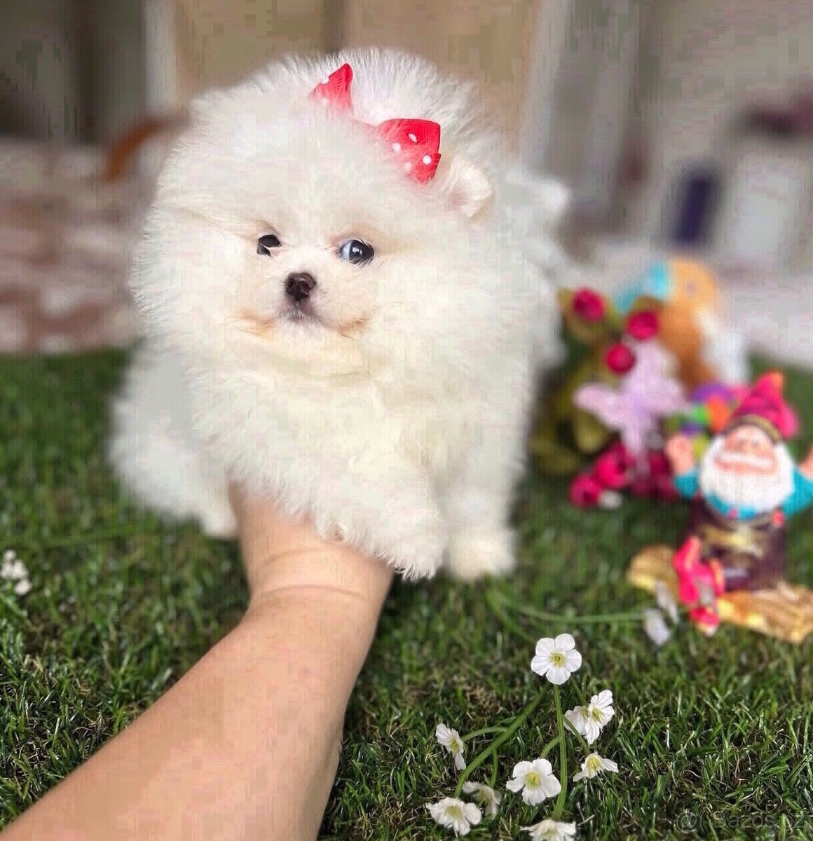 Štěňata pomeranského buldoka k adopci.