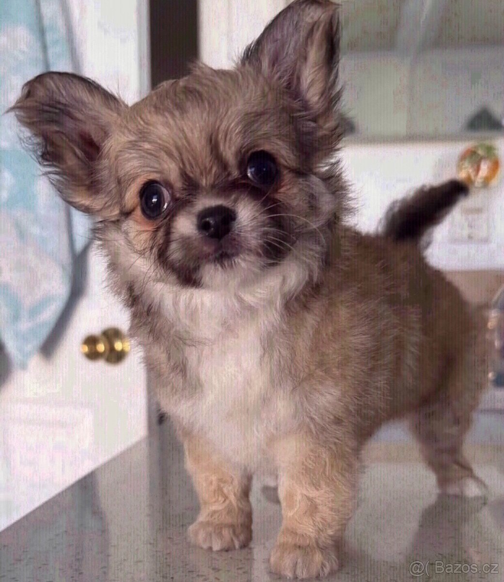 Dvě štěňata dlouhosrstého čivavy k adopci.