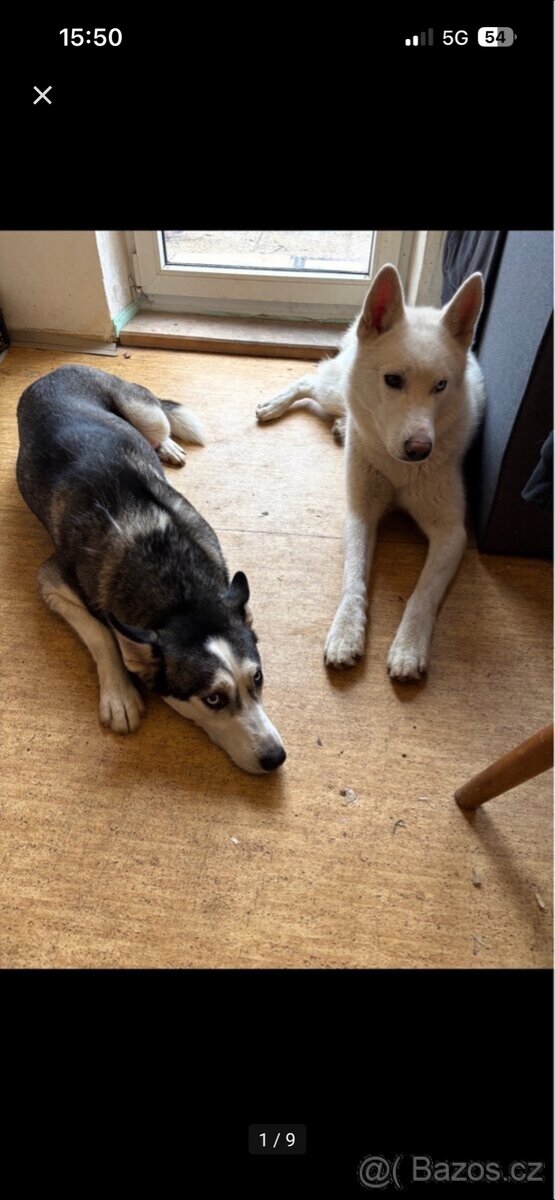 Prodám štěňátka