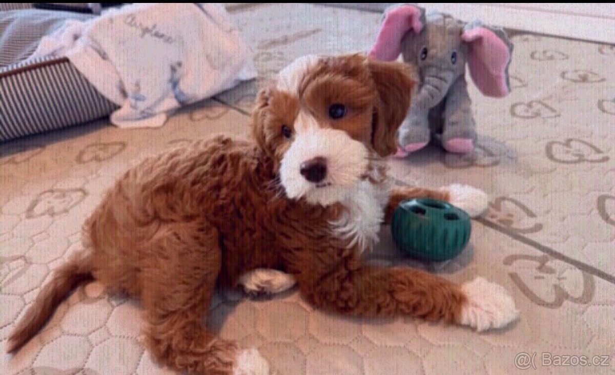 Štěňata Golden Doodle k adopci.