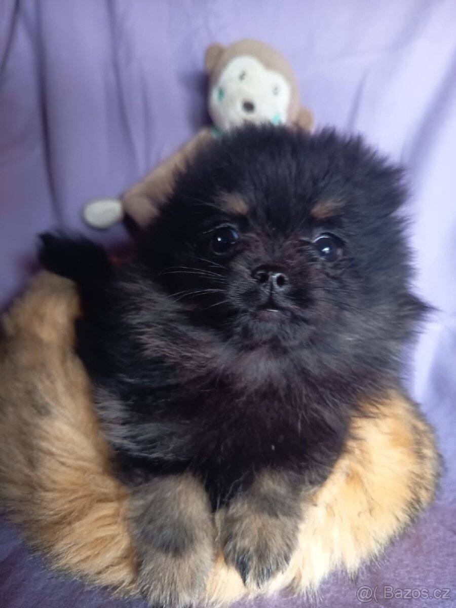 Pomeranian fenka