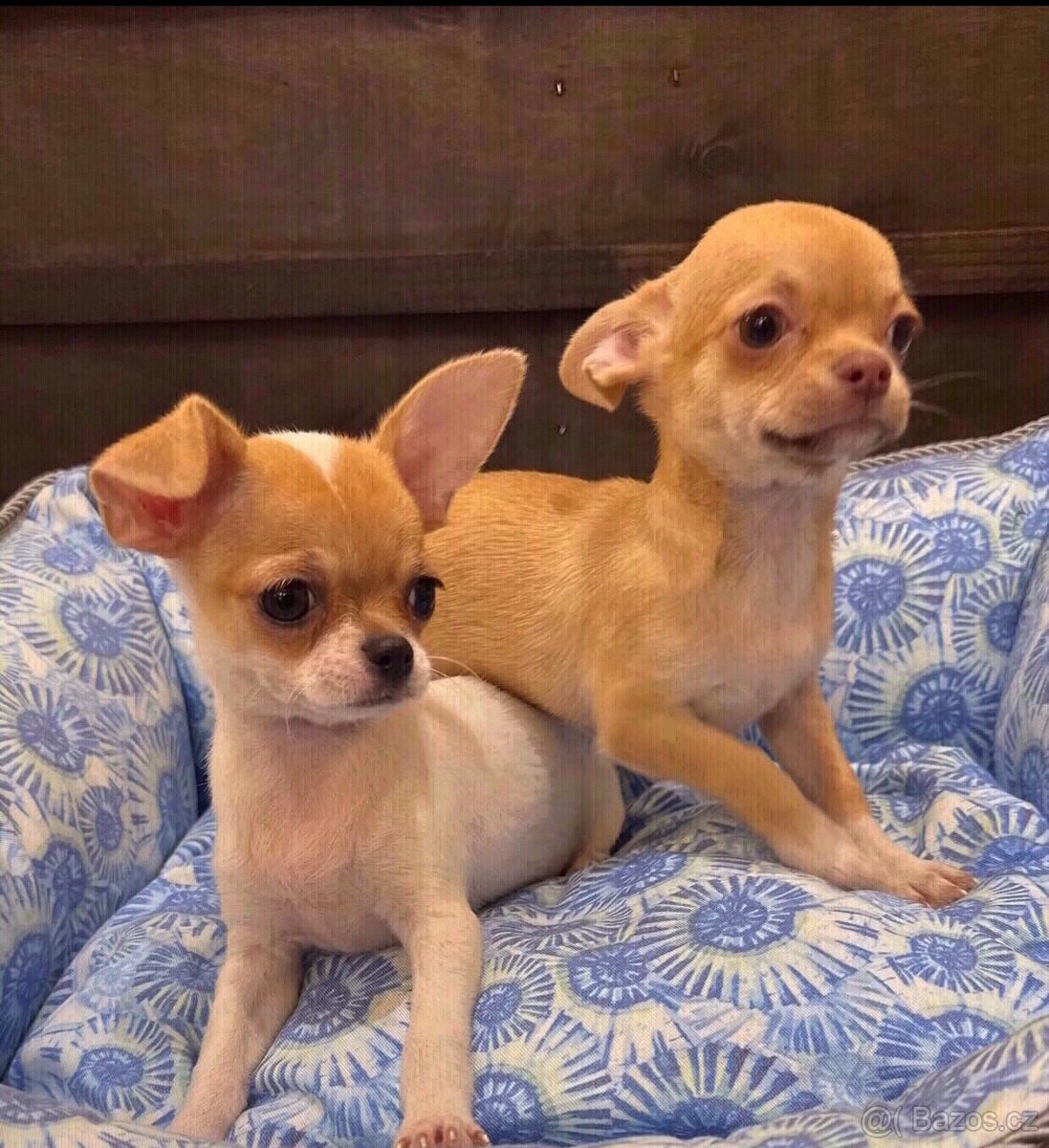 Štěňata čivavy k adopci.