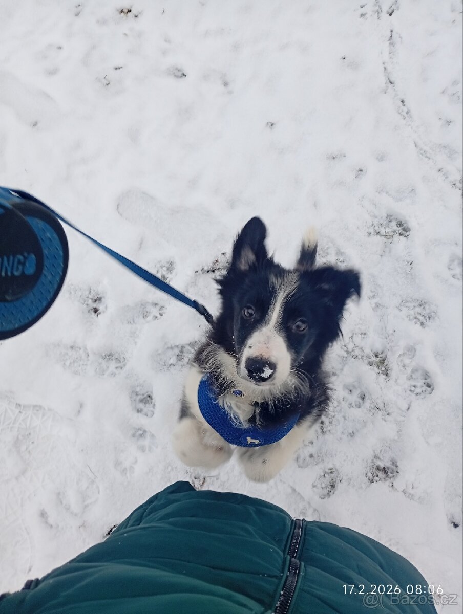 Darujeme štěně border kolie