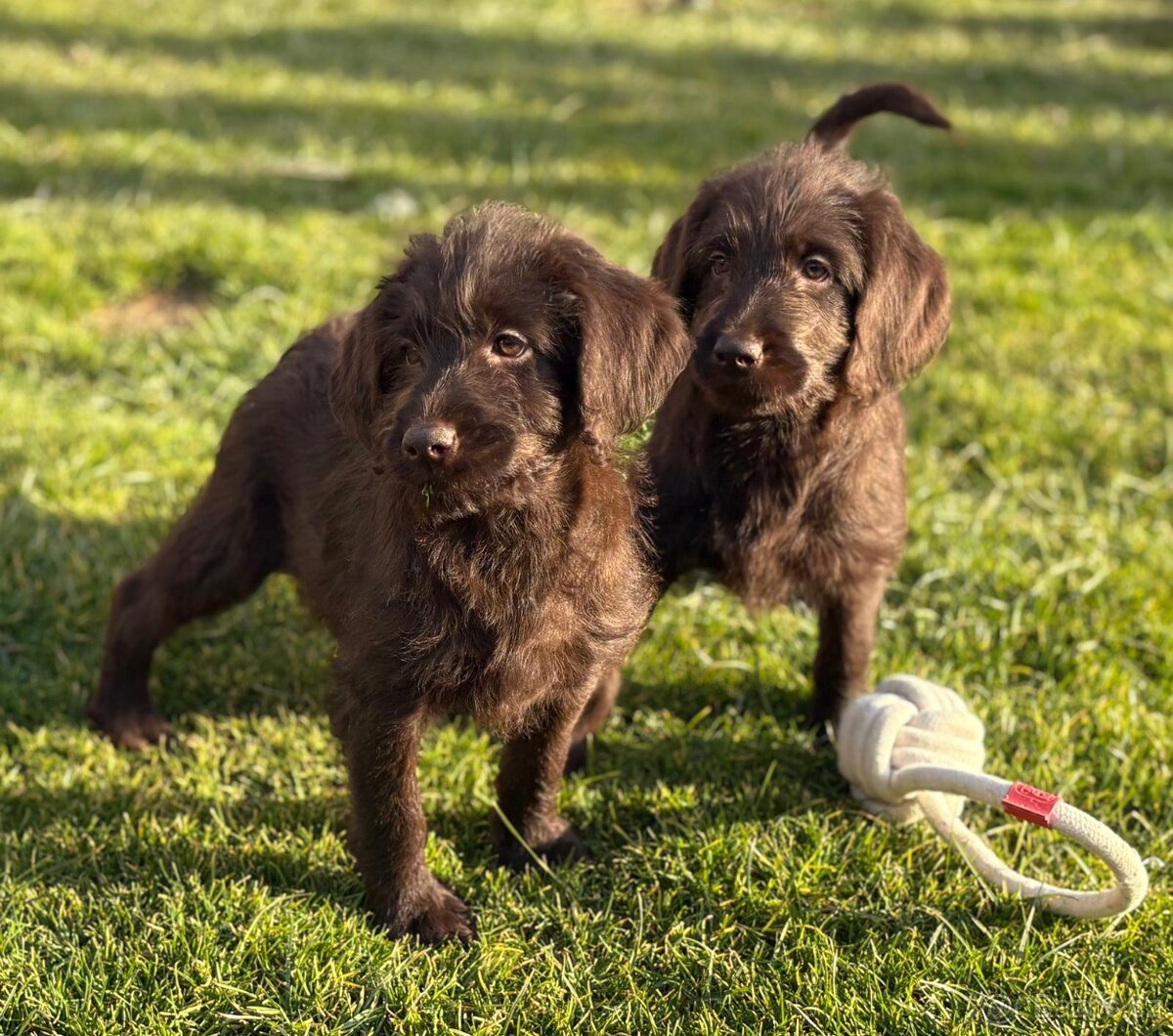 Labradoodle (goldendoodle)