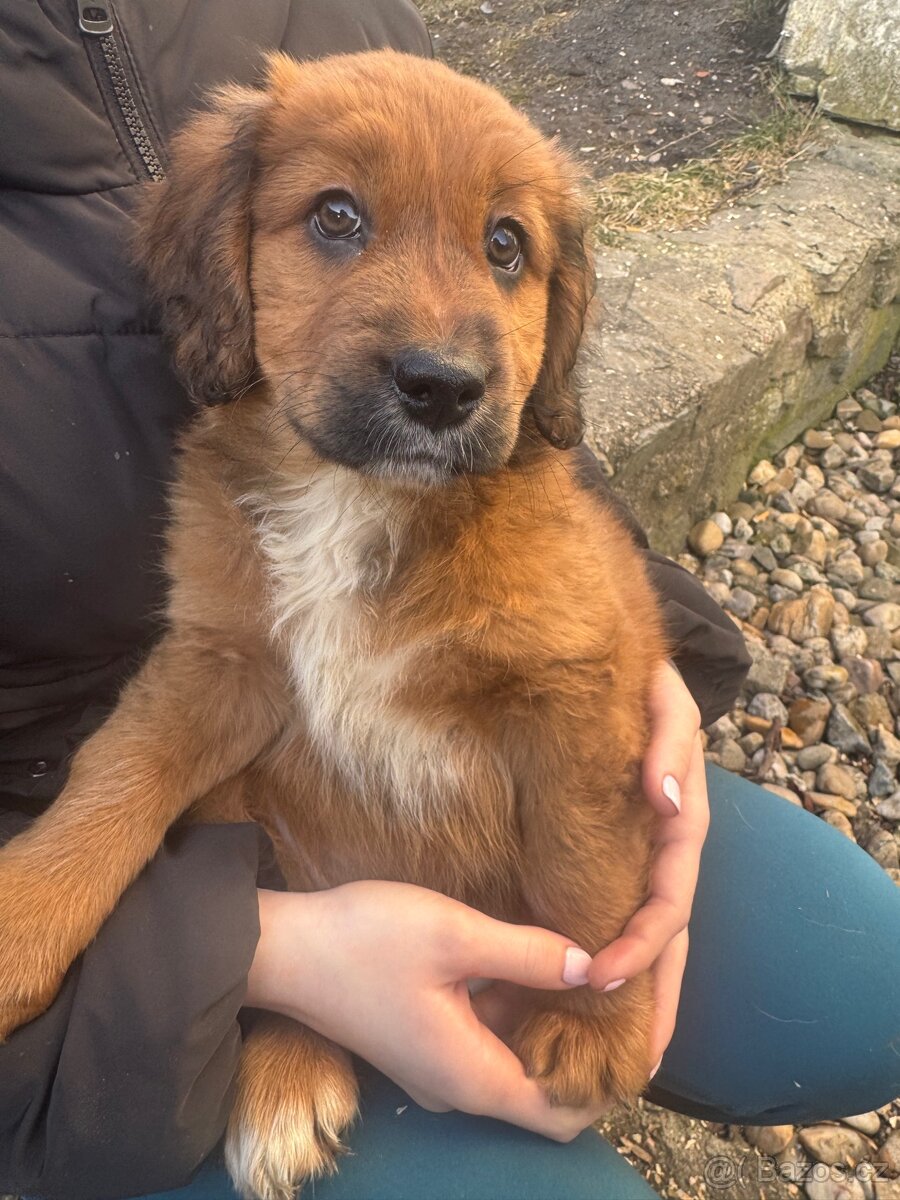 Vesnická směs-štěňátka