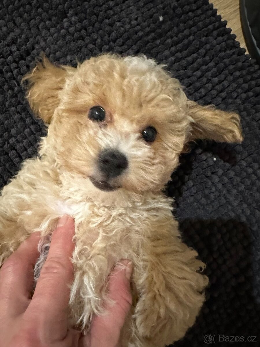 Maltipoo F 1