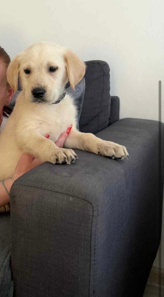 Labladorsky retrívr