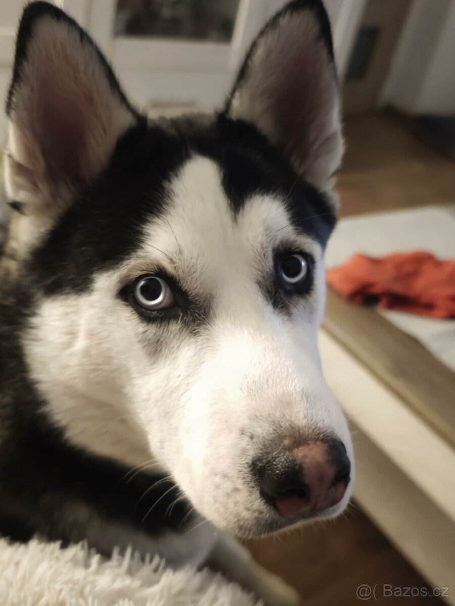 SIBIŘSKÝ HUSKY 7 měsíců