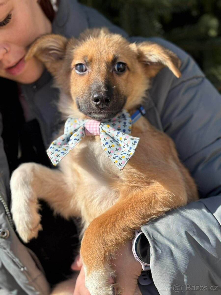 ULINKA - štěně, fenečka 3 měsíce