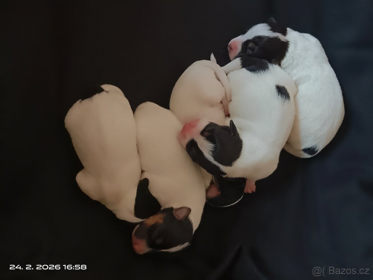 Kluci Jack Russel terier tricolor bez PP čistokrevný krátkos