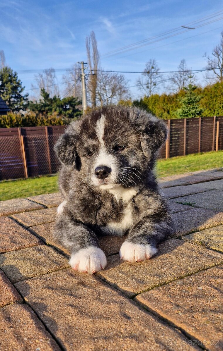 Akita inu, pejsek s PP.