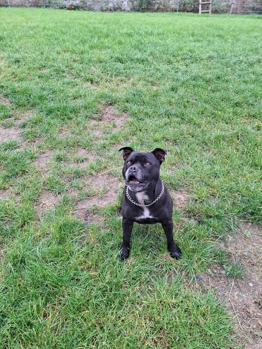 Stafordšírský bulteriér