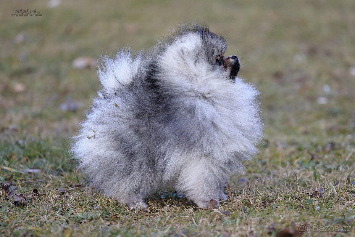 Pomeranian - štěňátko s PP FCI