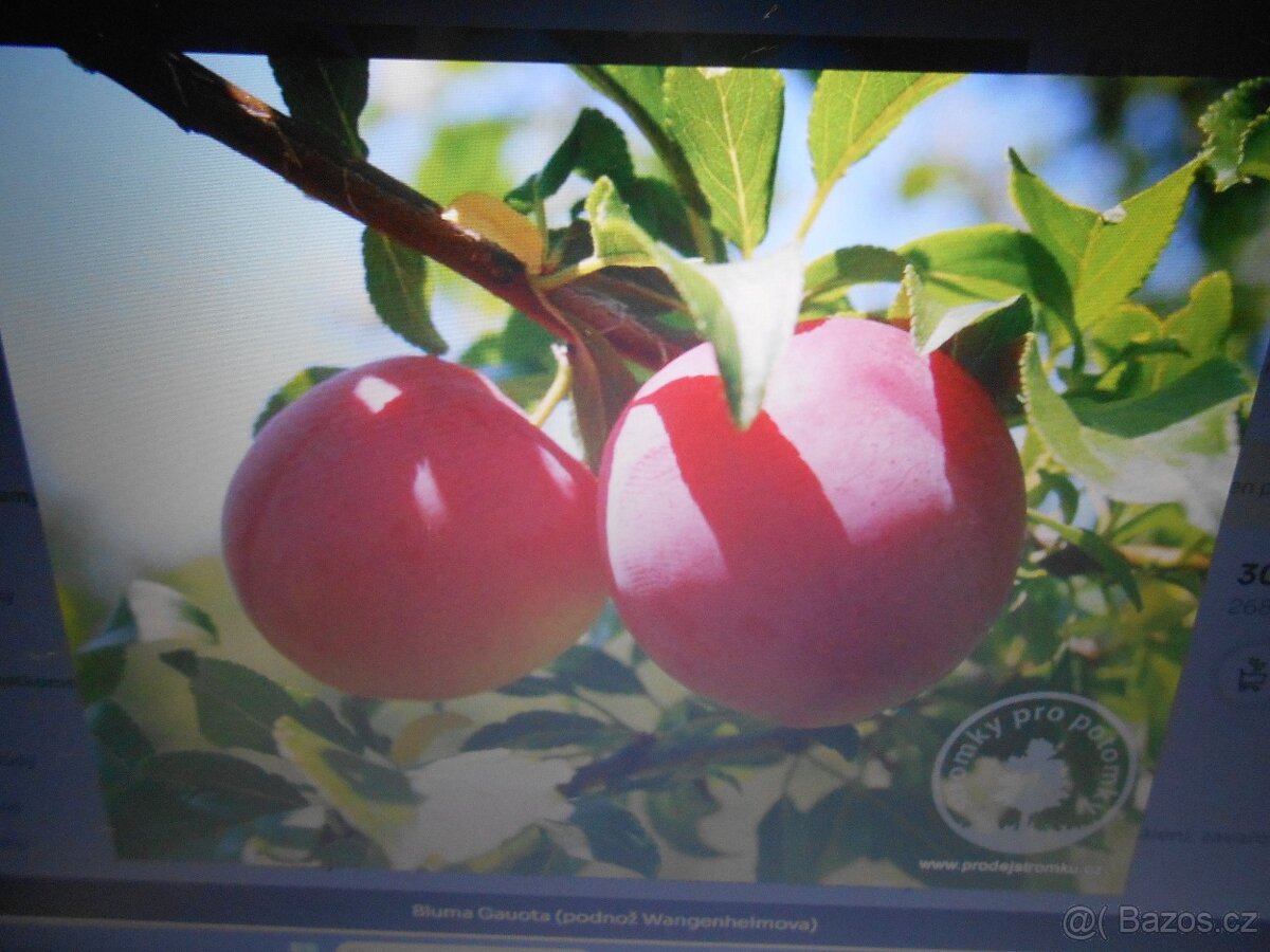 SLIVOVICE-BLUMOVICE 53%