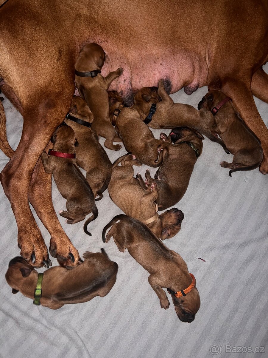 Štěně Rhodéský Ridgeback s PP