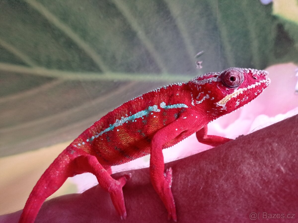 Chameleon pardáli