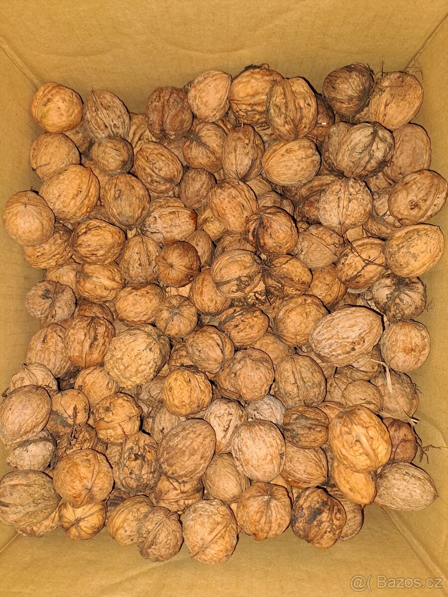 Ořechy vlašské