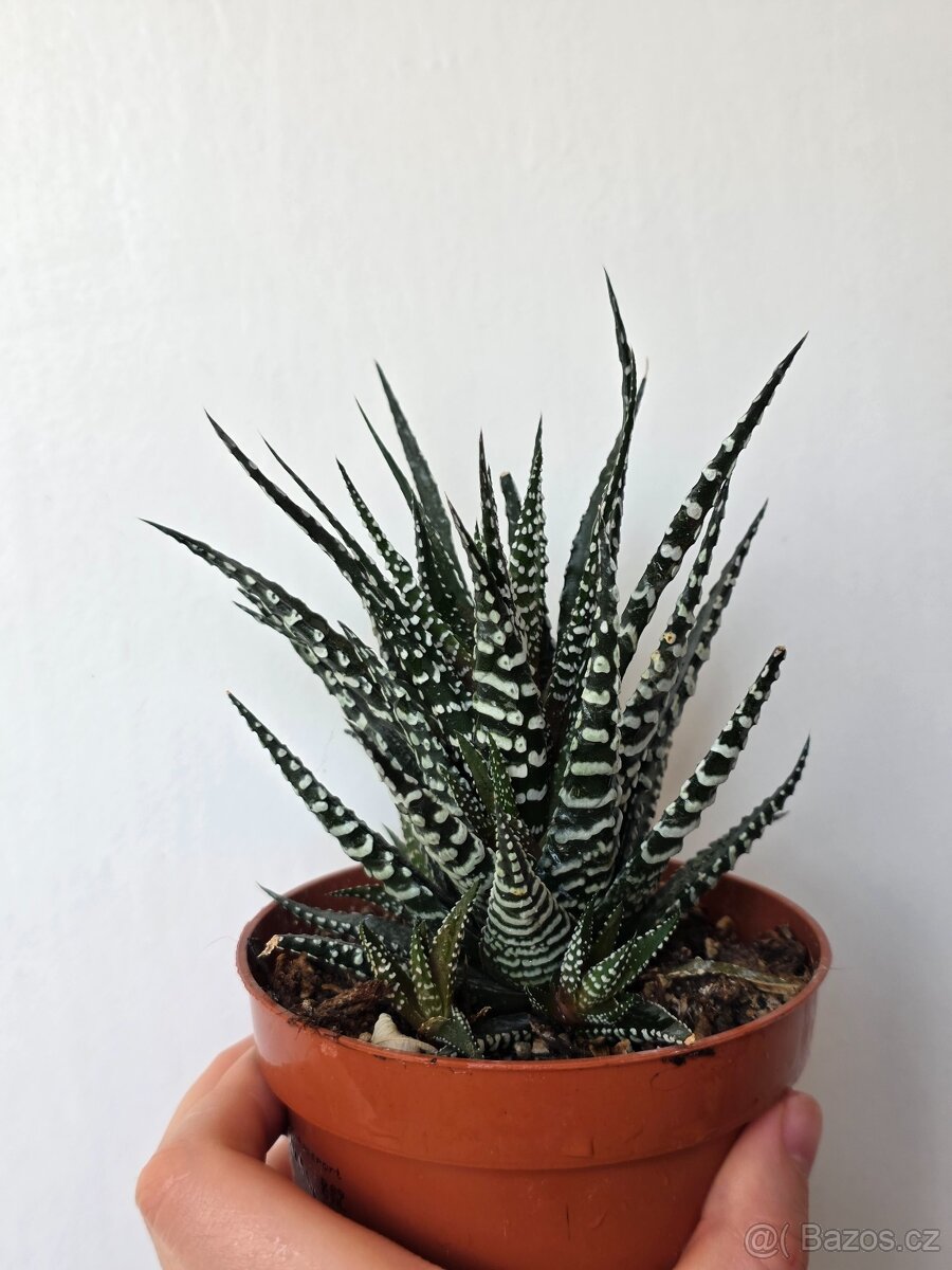 Haworthia fasciata