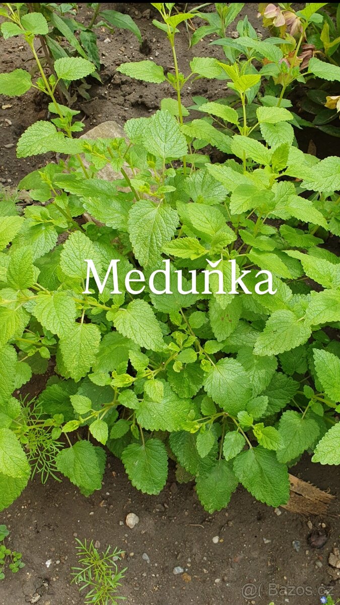 Meduňka lékařská