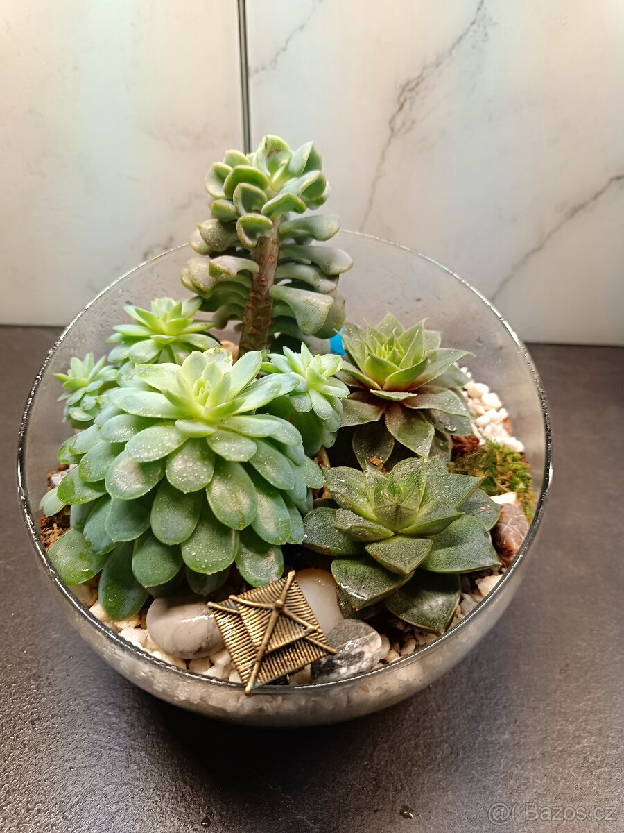 Kompozice/Florarium ze sukulentu