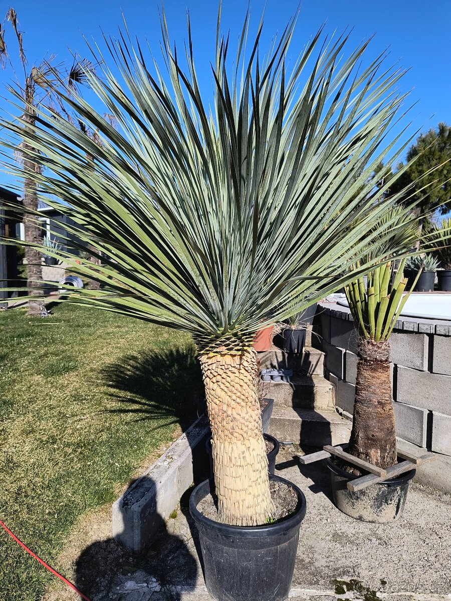 Yucca rostrata premium 230cm výška
