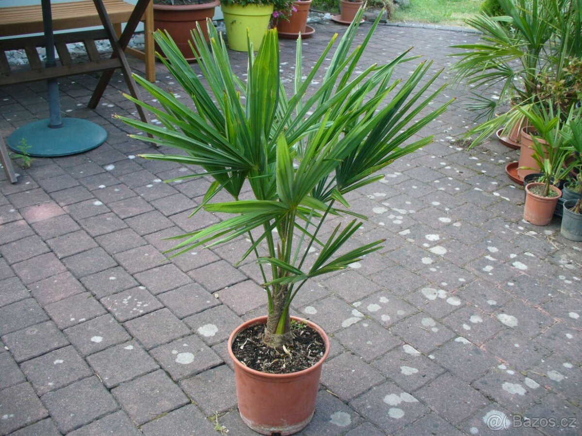 Trachycarpus Fortunei 70cm