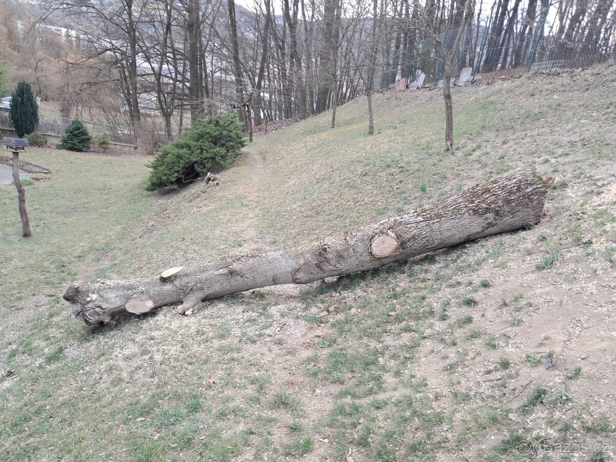 Kmen ořechu