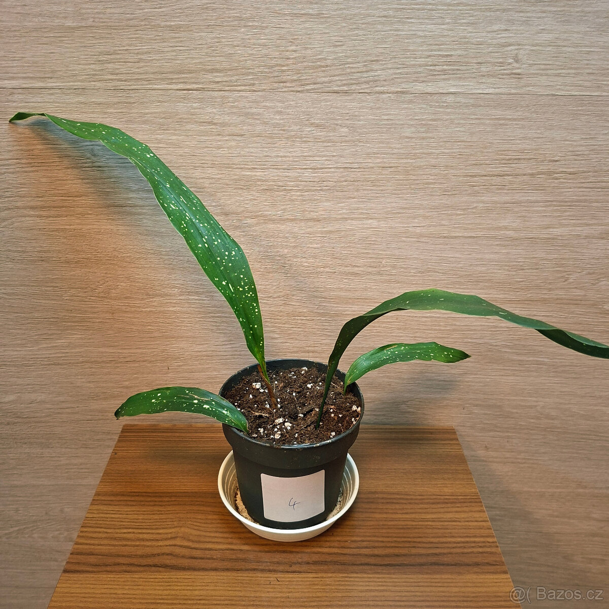 Aspidistra Elatior Milky Way