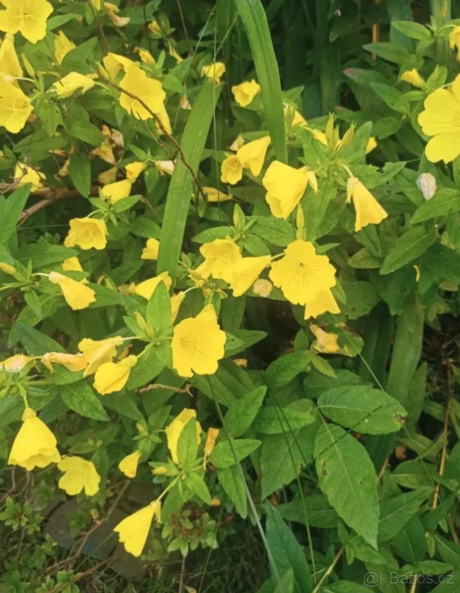 Pupalka