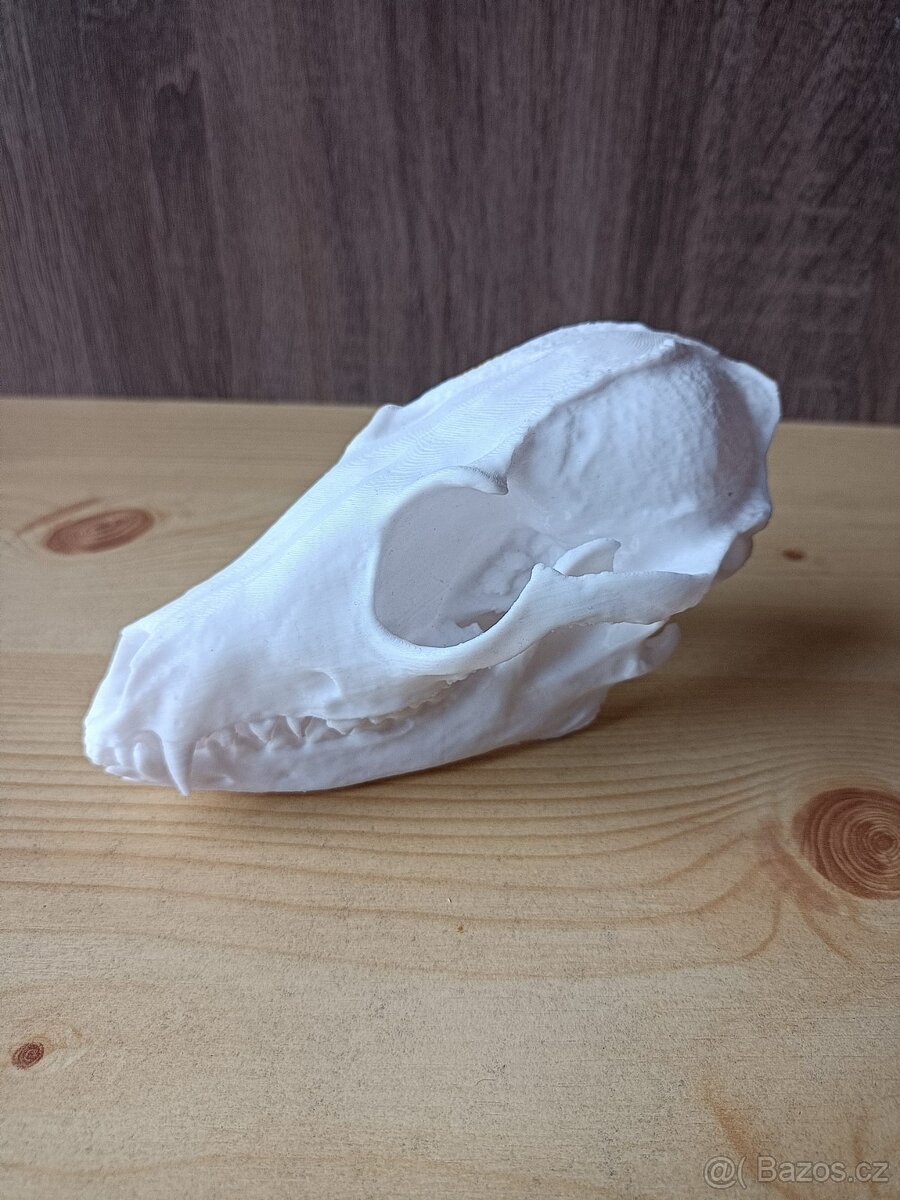 3D tisk-replika lebky vlka