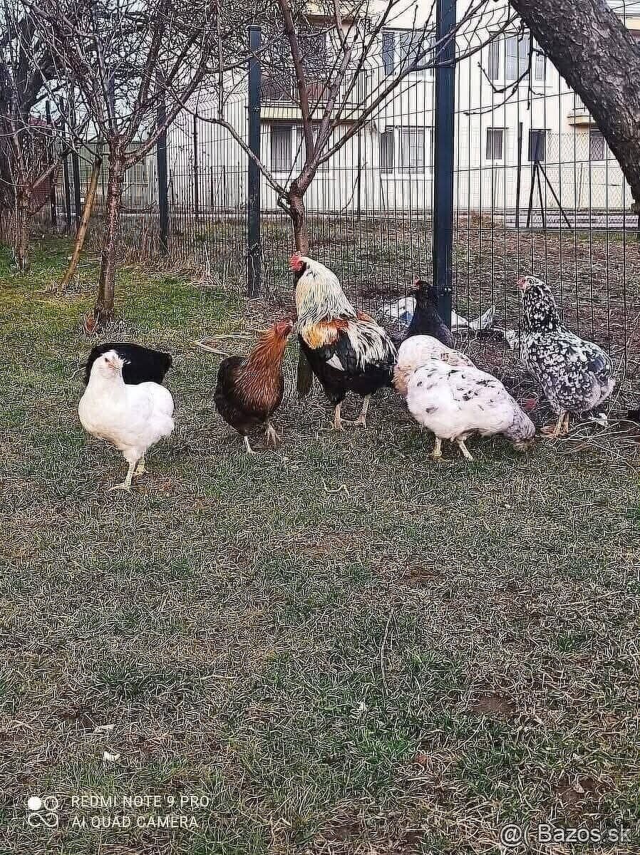 Araucana NV