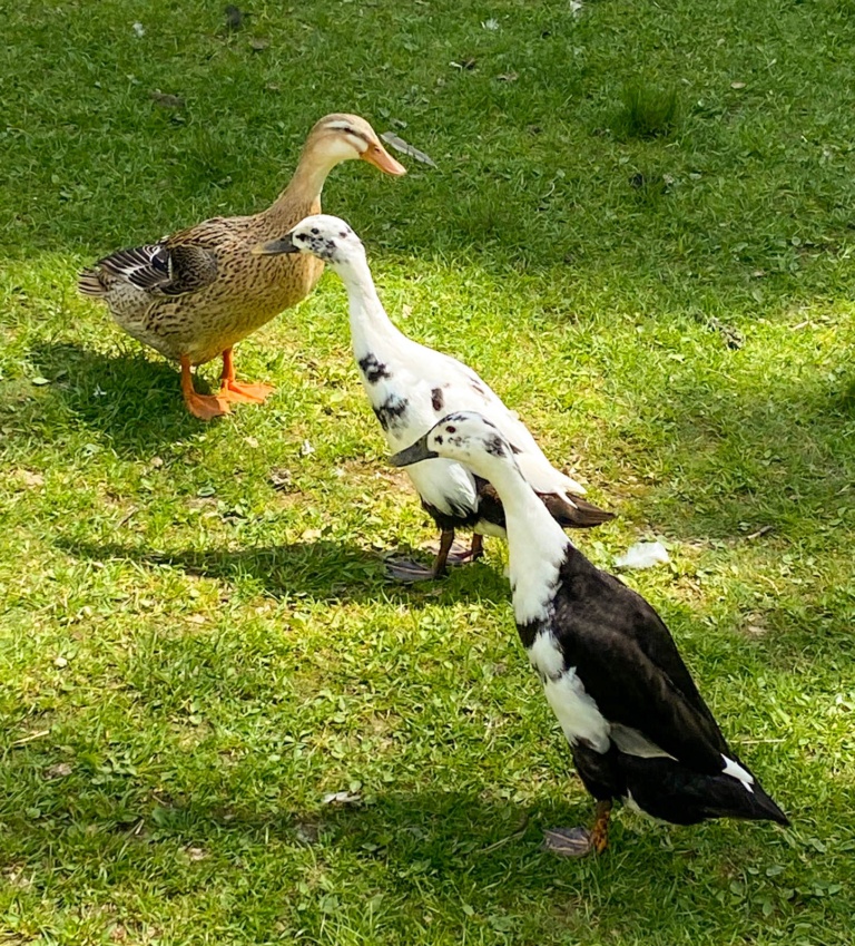 Indický běžec