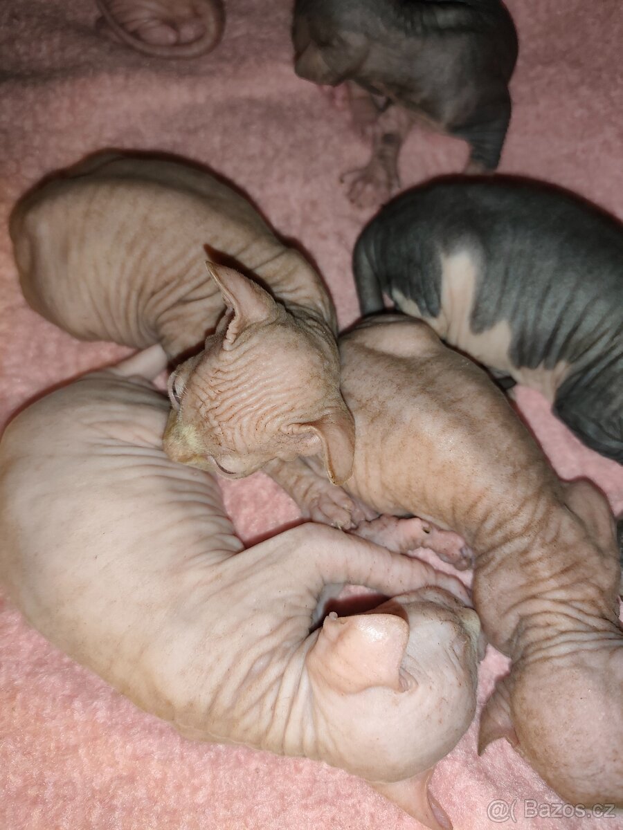 Kanadský sphynx