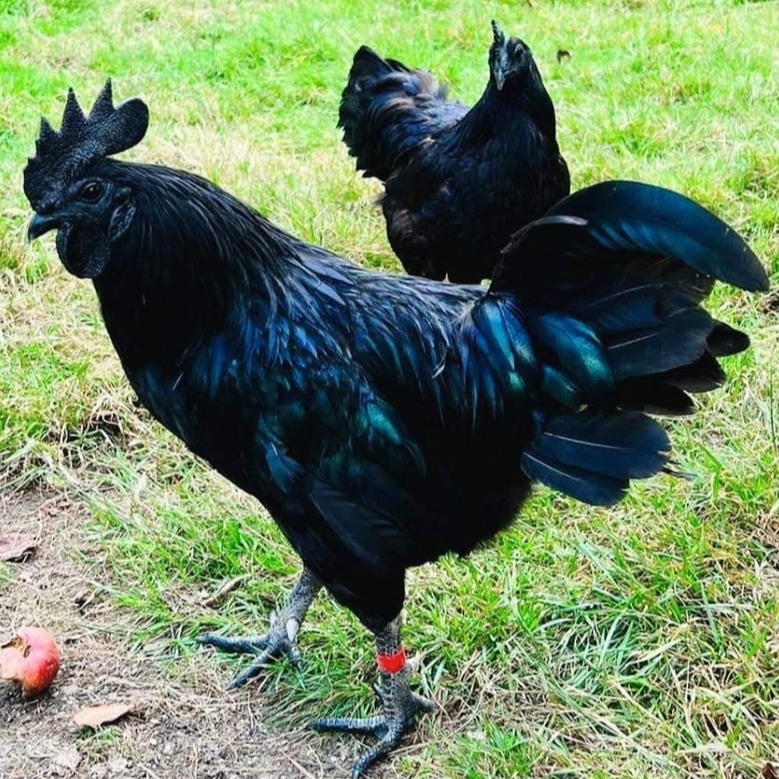 Ayam Cemani + kuřátka