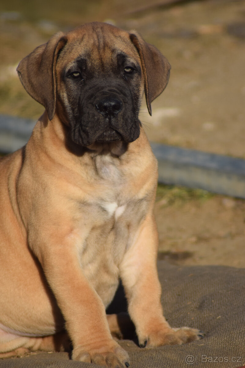 boerboel - SABBS - KLUCI