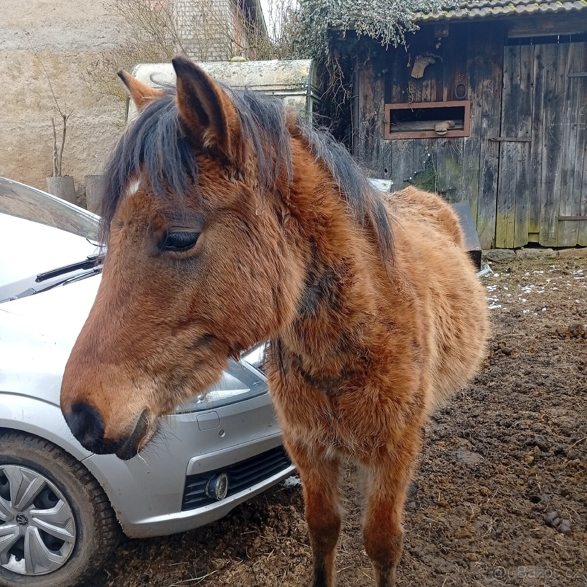 Prodám poníka