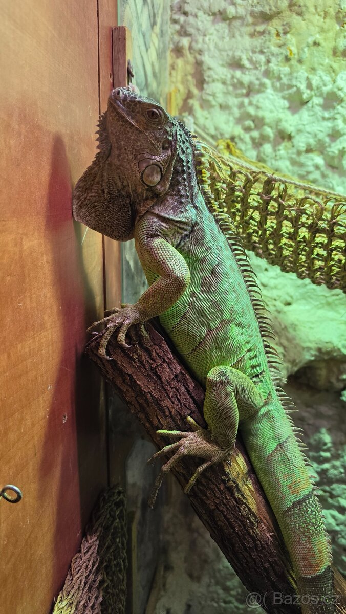 Leguán Zelený - Iguana Iguana