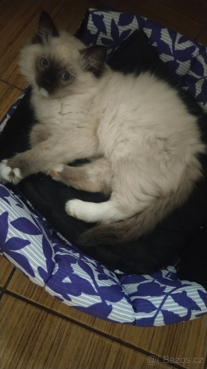 Ragdoll kotatka ( kocourci)